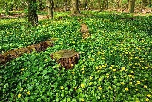 Ground cover plants